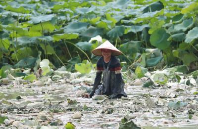 广西横州：夏日炎炎挖藕忙