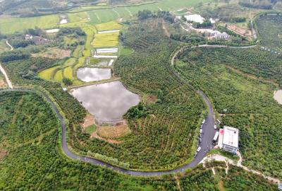 奋进新征程 建功新时代·老区新貌｜河南省光山县：油茶富民路越走越宽