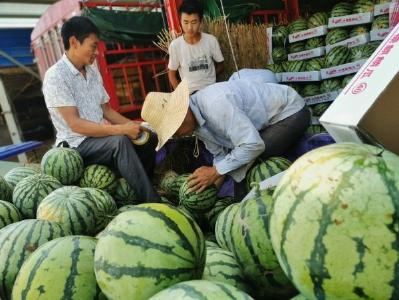 王集镇：调整山区产业结构 拓宽村民致富渠道 