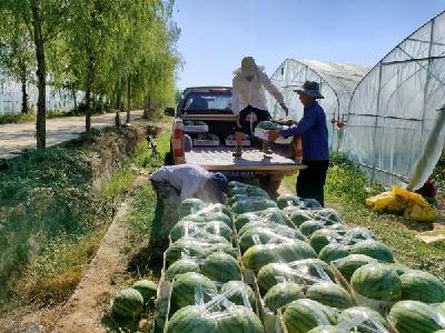 流水镇：建设高品质示范基地 推动西瓜产业提档升级