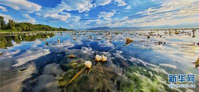 人在画中游！云南大理洱海海菜花盛开