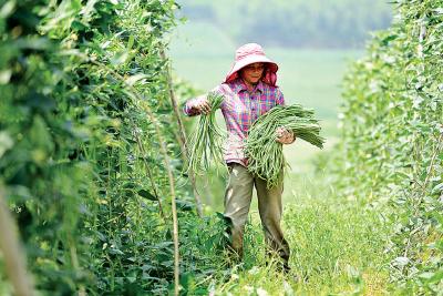 广西柳州：豆角种出好日子
