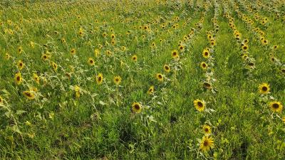 太平村邀你共赴葵花之约