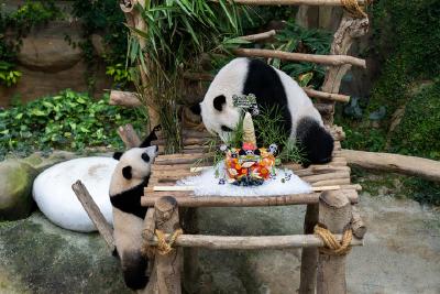 特写：中国旅马大熊猫夫妇喜迎16岁生日