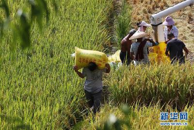 重庆黔江：抢收水稻保增收