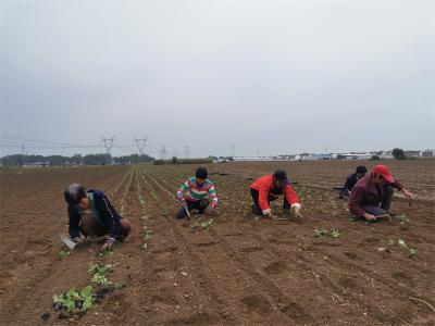 王集镇：抢抓天气秋雨过后种菜忙