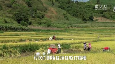 新华全媒+｜云南：异龙湖流域近5000亩杂交旱稻喜获丰收 