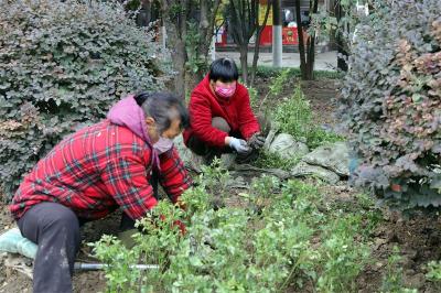  宜城市园林局：补植补栽正当时 绿化美化再提升