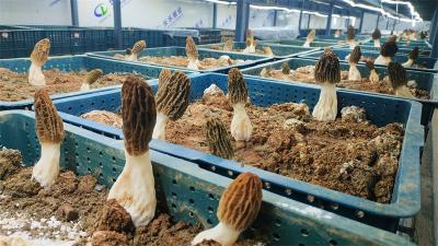 宜城：羊肚菌进车间 实现工厂化生产