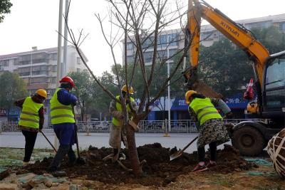 宜城：五条道路绿化升级 提升城市绿化品质