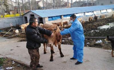 普防普注 构建重大动物