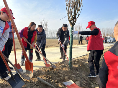 龙头街道：人大代表植树忙 樱花大道添新绿