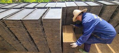 育秧大户田茂文：机械化育秧效率高 