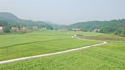 宜城24.3万亩油菜丰收在望