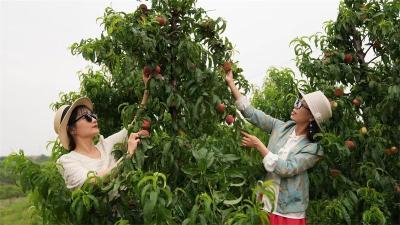 板桥店镇：早熟水蜜桃香飘千里 数字化成果供不应求