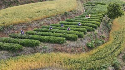 刘猴镇：黄金村里黄金芽 又是一年采茶忙