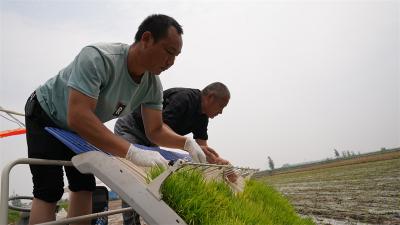 宜城积极探索种粮全托管 粮食生产农民增收两不误 