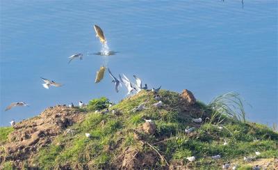 万洋洲国家湿地公园：诸多鸟类筑巢安家 繁衍生息