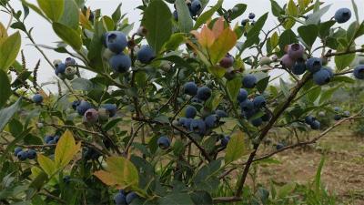 新农人杨天华：种植有机蓝莓 奔向“莓”好生活