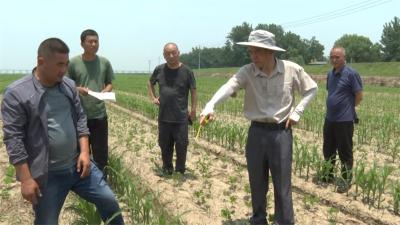 宜城：玉米大豆复合种植新技术推广实现“一田双收”