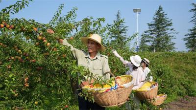 板桥店镇罗屋村：李子熟了 游客来了