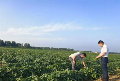 宜城市乡村振兴局邀请专家为宜城红薯产业发展把脉问诊