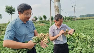 宜城：示范种植花生新品种 助力产业提档升级
