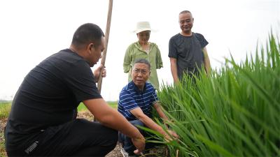 宜城：加强水稻田间管理 确保粮食稳产增收