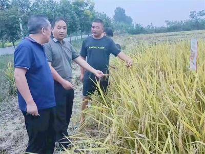 宜城市科经局：当好“店小二” 助力稻种芯片“开花结果” 