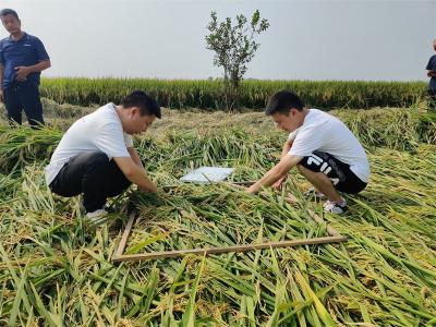 人保财险：查勘定损稳人心 当好农业“减压阀”