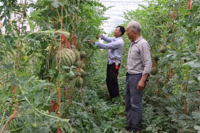 流水镇：大棚西瓜抢“鲜”上市 农户尽享“甜蜜经济”