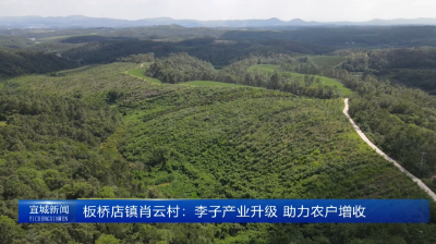 【云视听】板桥店镇肖云村：李子产业升级 助力农户增收