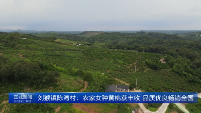 【云视听】刘猴镇陈湾村：农家女种黄桃获丰收 品质优良畅销全国