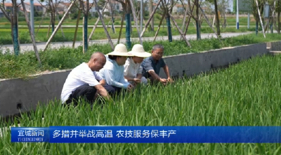 【云视听】多措并举战高温 农技服务保生产