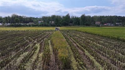 宜城市55万亩水稻开镰 收割金色田野 涌动丰收喜悦