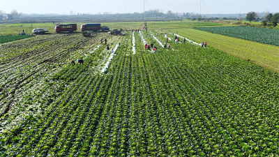 霜打白菜甜 孔湾炼就“金名片”