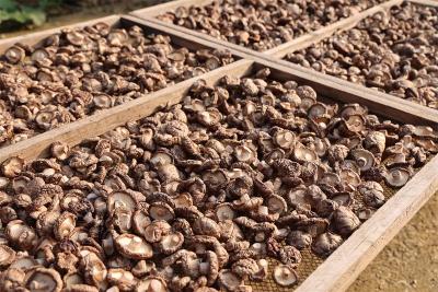 流水镇讴集村：大山里种出“致富菇”特色产业促振兴