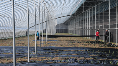 南营街道官庄村：智慧大棚抢农时 反季果蔬促增收