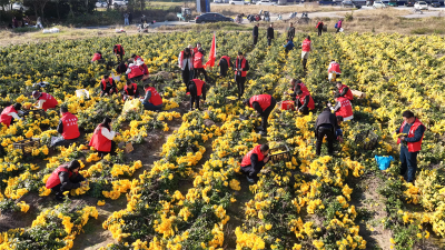 龙头街道：干部职工助采花 集体经济迎丰收