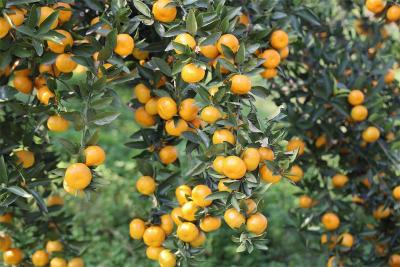 流水镇：满园金橘甜了舌尖 富了农家