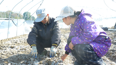 新农人刘明贵：百亩羊肚菌撑起“共富伞”