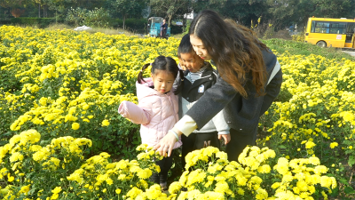 龙头街道：菊花田变身“自然课堂” 孩童研学赏菊乐享自然