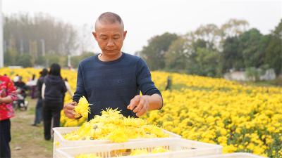宜城：3000亩菊花竞绽放“美丽经济”促增收