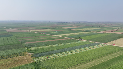 王集镇：6万亩蔬菜迎丰收 产销两旺