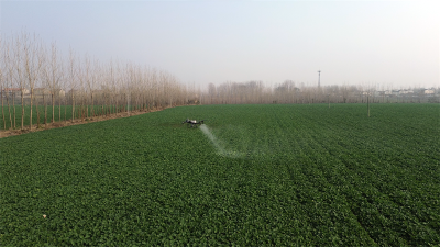  宜城：科技服务到田间 油菜越冬有保障