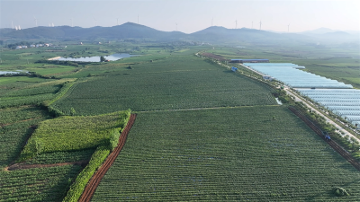 宜城红薯“串”起富民产业链 