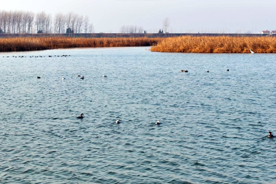 国家二级保护动物斑头秋沙鸭来宜城湿地越冬
