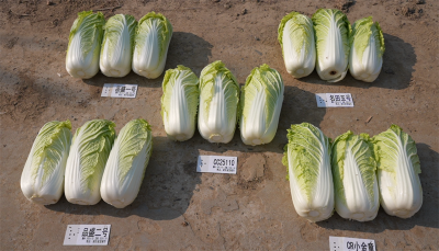 王集镇：科技赋能娃娃菜 从菜园子走向国际市场