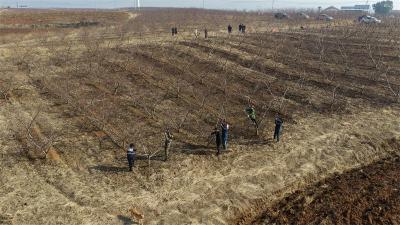 流水镇：冬季果园剪枝忙 果农致富有希望