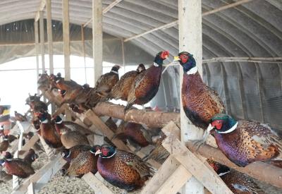 从田垄到特色养殖场：六旬农人杜家贵的“山鸡致富经”